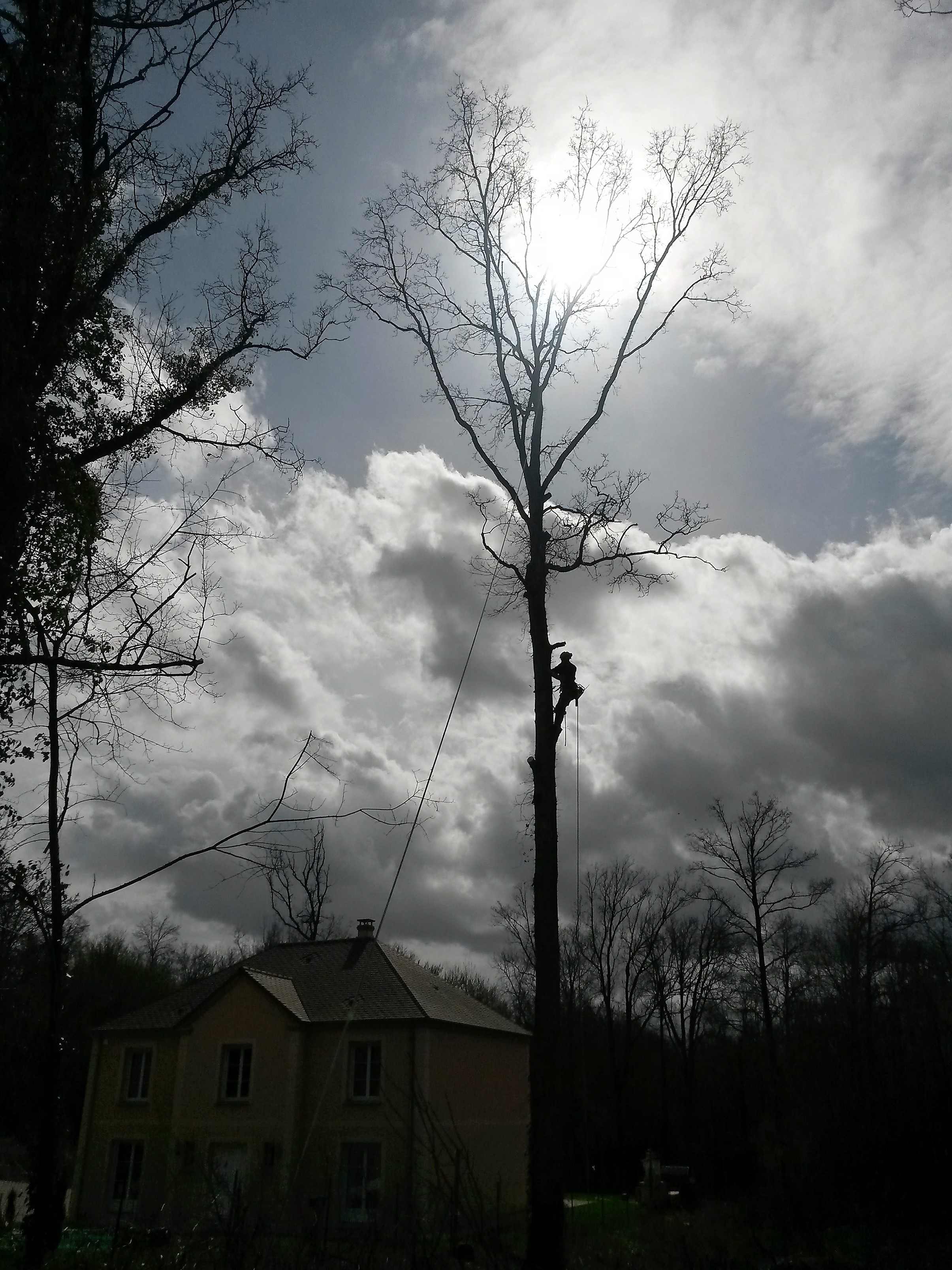 elagage abattage Mouroux 77120